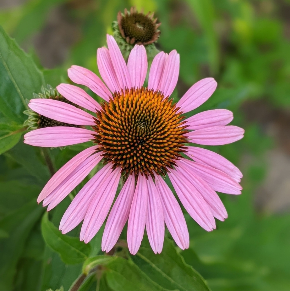 Coneflower Seed Packet - Picture 4 of 7
